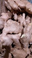 closeup picture of Raw uncooked ginger roots