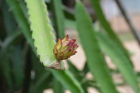 cacti leaf with flower bud close up