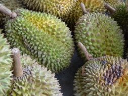 Durian Fruit in asia closeup