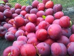 lot of pink plum