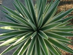 Vegetation Garden Plants