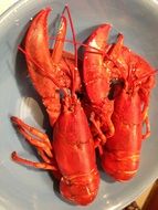 boiled lobsters on a white plate