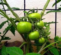 plant with green tomatoes