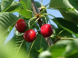 red Cherries on branch at sky