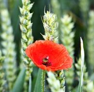 red poppy in the cornfield among the plants