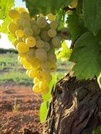 green grapes grow in nature close-up