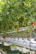 cherry tomatoes in the greenhouse