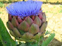 blue Artichoke Flower close-up on blurred background