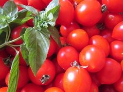 red tomatoes and green basil close-up