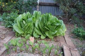 green Lettuce Vegetable