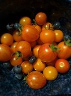 tomatoes and vegetables