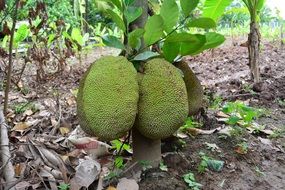 exotic fruits in cambodia forest