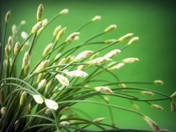 green onions on a green background