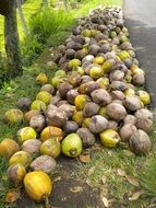 a bunch of coconuts on a tropical island