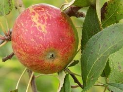 red ripe Apple on the tree