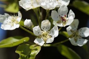 flowering apple tree closeup