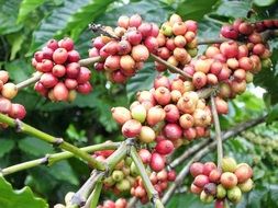 photo of red coffee beans on a branch