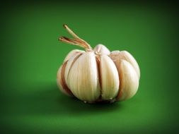 Garlic bulb on green desk