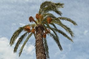 high palm tree