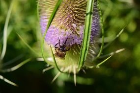 insect on thistle flower close up