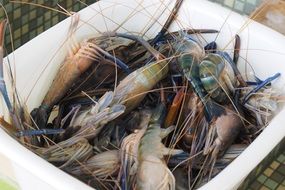 Fresh crayfishes