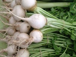 white radish vegetables