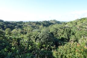 Landscape of Tropical forest