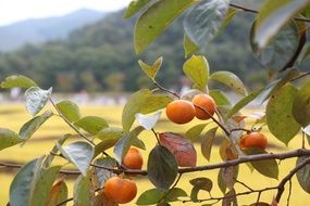 Persimmon Fruits on tree at autumn