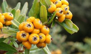 yellow Fontainea Berries, blushwood