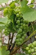 green grape harvest