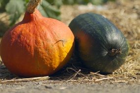 pumpkin in the autumn garden