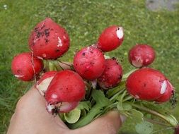 Harvest of the red radish in the spring