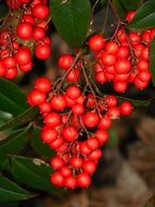 red nandina berries on a green bush