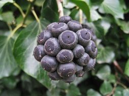 ivy berries on a bush