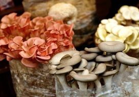 mushrooms in a plastic bag on the market