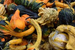 variety of pumpkins in autumn