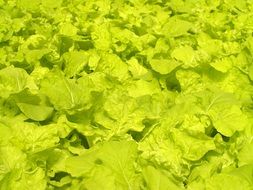 green leaves Market Hydroponic Produce