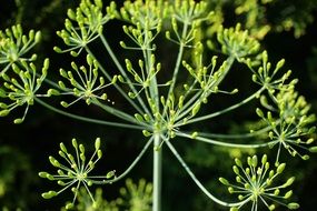 The Dill Has Bloomed