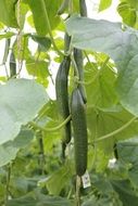 long cucumbers in a greenhouse