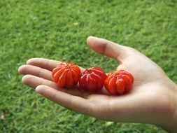 appetizing Brazilian Cherry