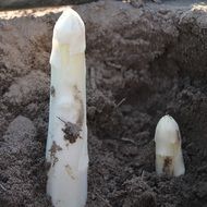 white Asparagus sprouts in soil close-up