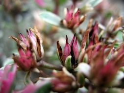 Photo of meadow plants closeup