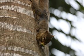 wild squirrel on a tree close-up on blurred background