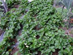 white flowering strawberry plants in the garden