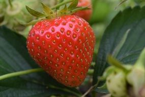 red strawberry on a green bush