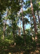 summer Forest, usa, texas