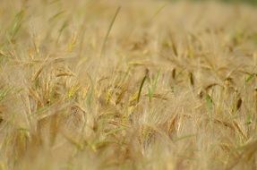 cereal field in France