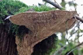 mushroom on a tree stump with moss