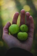 small apples in hand