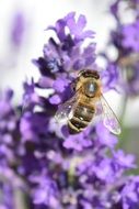 blooming lavender as a symbol of summer